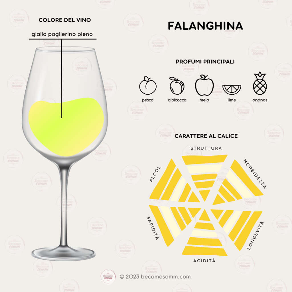 Profumi, sentori, sapori, aromas and flavours Falanghina al calice