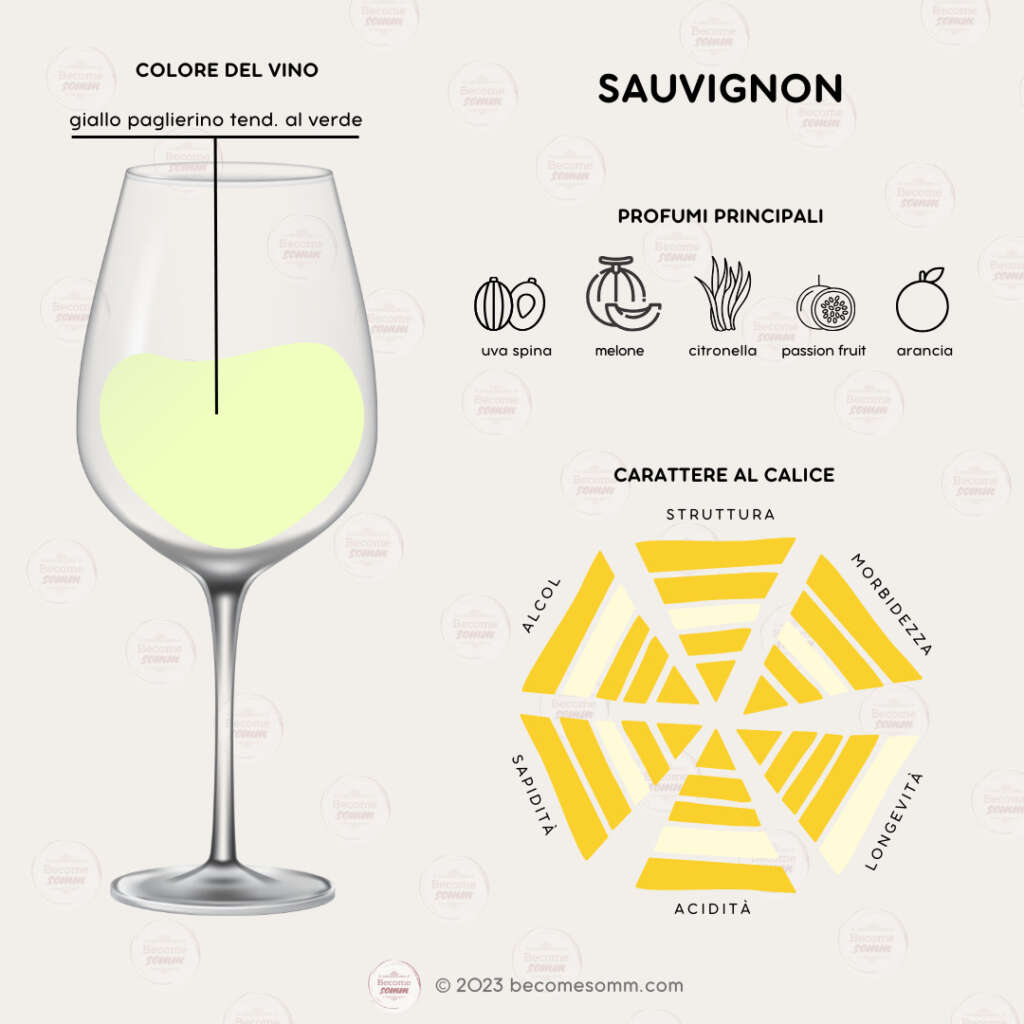 Profumi, sentori, sapori, aromas and flavours Sauvignon al calice