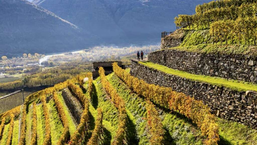 terrazzamenti valtellina