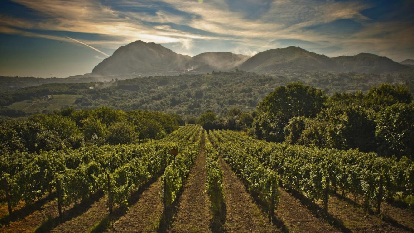 VINI TAURASI FIANO DI AVELLINO E GRECO DI TUFO