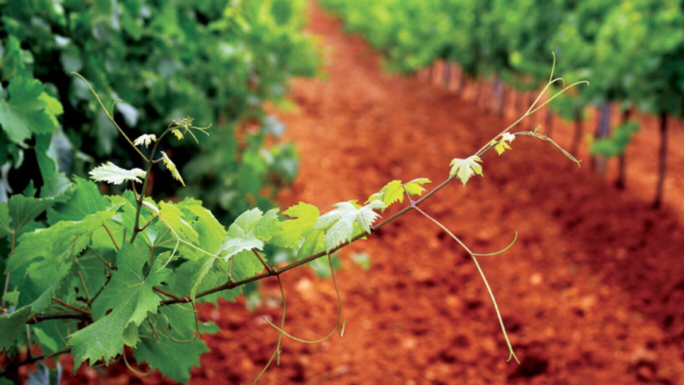 SALENTO VINI