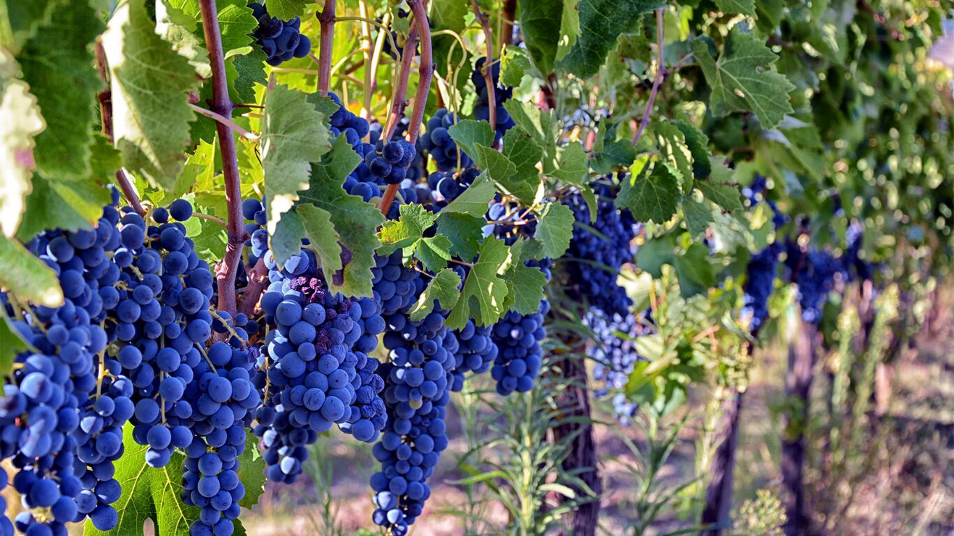 VINI TAURASI FIANO DI AVELLINO E GRECO DI TUFO