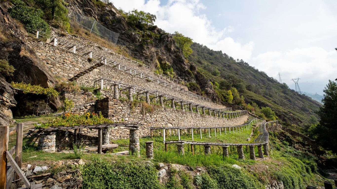 VALLE D'AOSTA VINI