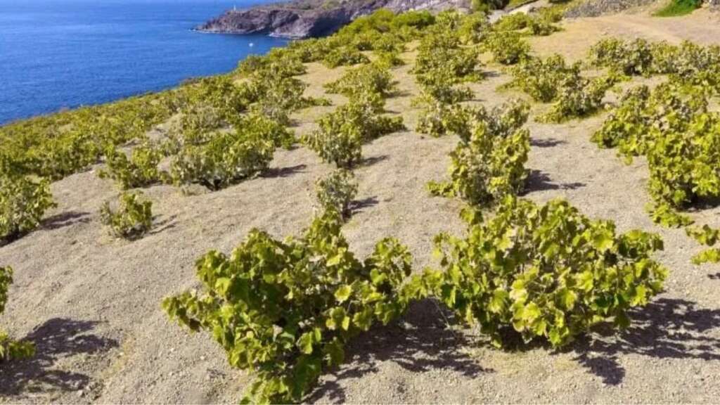 sicilia wine region | sicilia vini 