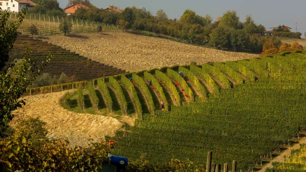 cantine da visitare nelle langhe