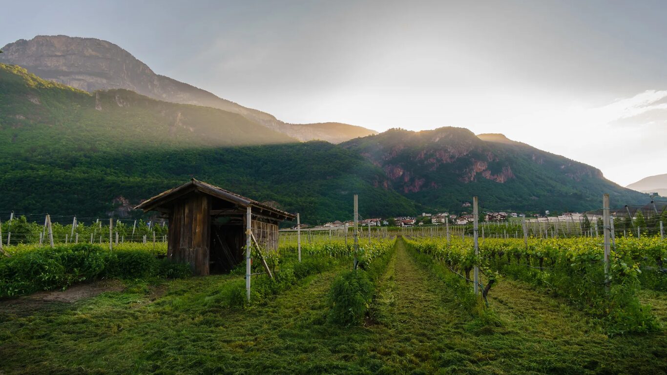 weingut kiemberger wine alto adige