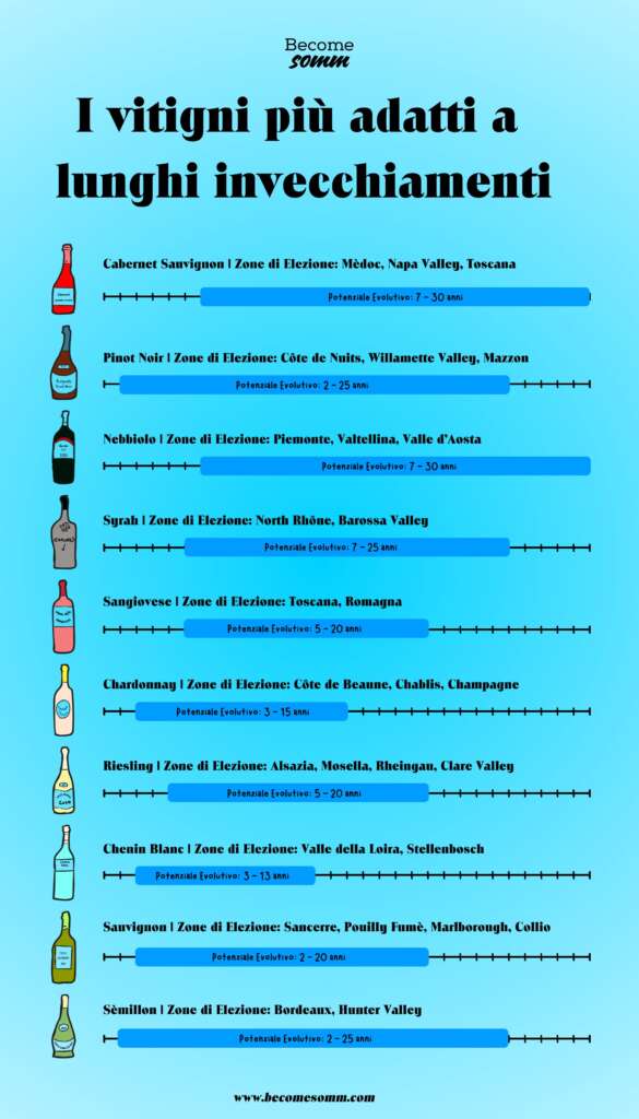 Vitigni e vini che invecchiano di più | wine and wine grapes wine age | aging potential | age range wine